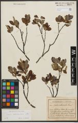 Foto von Salix waldsteiniana Willd.